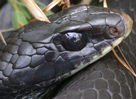 Black Racer